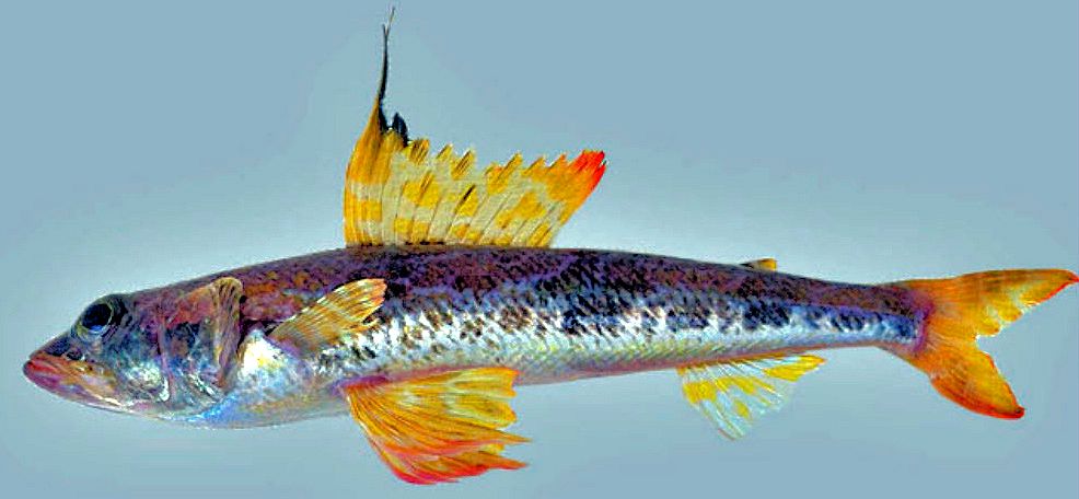 Aulopus filamentosus_04.jpg